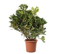 KENTIS - Pittosporum Tobira - Plantes de Haie - Plantes Vraies d'Extérieur - H 40-50 cm Pot de Ø 18 cm