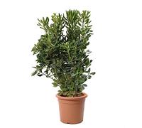 KENTIS - Pittosporum Tobira - Plantes de Haie - Plantes Vraies d'Extérieur - H 80-100 cm Pot de Ø 24 cm