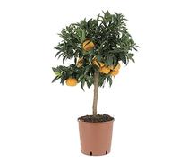 KENTIS - Plante de Mandarine - Citrus Reticulata - Vraies Plantes d'Agrumes - Arbres Fruitiers de Jardin de Balcon - Plante Fruitière Décoratives d'Extérieur - H 70-80 cm Pot de Ø 20 cm