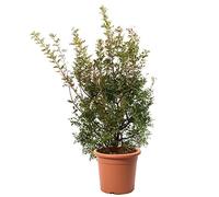 KENTIS - Plante Pistachier Lentisque - Pistacia Lentiscus - Vraies Plantes d'Extérieur Résistantes - Plante de Haie de Jardin (Ø 30 cm, Pistacia Lentiscus)