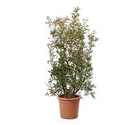 KENTIS - Plante Pistachier Lentisque - Pistacia Lentiscus - Vraies Plantes d'Extérieur Résistantes - Plante de Haie de Jardin - H 80-100 cm Pot de Culture Ø 24 cm