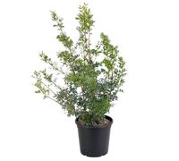 KENTIS - Plante Pistachier Lentisque - Pistacia Lentiscus - Vraies Plantes d'Extérieur Résistantes - Plante de Haie de Jardin - H 65-75 cm Ø 24 cm