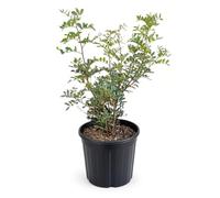 KENTIS - Plante Pistachier Lentisque - Pistacia Lentiscus - Vraies Plantes d'Extérieur Résistantes - Plante de Haie de Jardin - H 45-55 cm Ø 20 cm