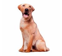 KiBcsLic Peluche Chien Réaliste 3D Doux et Câlin Coussin en Forme de Chien Cadeau Original pour Enfants, Chambre, Labrador, 70 Cm