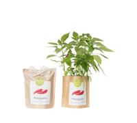 Kit bio prêt à pousser Piments