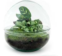Kit Bricolage Jardin en Bouteille - Dôme en Verre - Ø20cm x H20cm - Mini