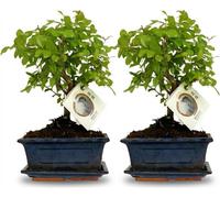 Kit de bonsaï - 2 plantes - Hauteur : 25-30cm - Couronne sphérique - Dans un