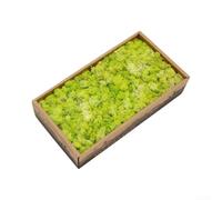 Kit de mousse verte naturelle 500 g (vert gazon) | Récolté dans les forêts, sans colorant, sans spores, sans danger pour l'intérieur