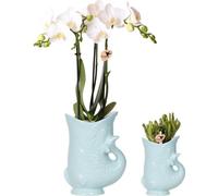 Kit de plantation : orchidée Phalaenopsis « Amabilis » blanche (Ø9cm) et plante