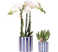 Kit de plantation : orchidée Phalaenopsis « Amabilis » blanche et plante