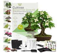 Kit first bonsai cornus kousa avec accessoires