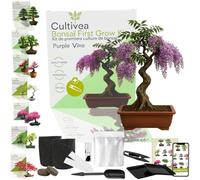 Kit first bonsai purple vine avec accessoires