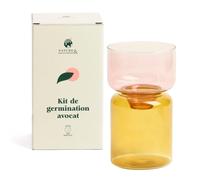 Kit vase de germination spécial noyau d'avocat en verre transparent