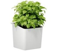 KITCHEN Pot pour herbes aromatiques, blanc