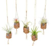 Kokodama Tillandsia « Nid d'oiseau » - Lot de plantes aériennes à suspendre