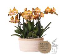 Kolib?ík Orchidées orange Ensemble d'orchidées dans un panier en coton, comprenant un réservoir d'eau et trois orchidées orange « Las Vegas » de 12 cm