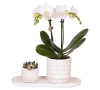 Kolibri Company : lot de plantes « Slow Living Small White » comprenant une orchidée Phalaenopsis de Lausanne et des plantes succulentes, avec pots décoratifs en céramique présentés sur un plateau bla