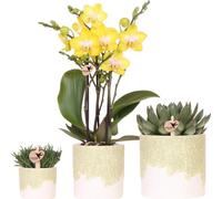 Kolibri Company | Set de plantes Bloom Green | Orchidée Albenga jaune 9 cm + plantes vertes avec cache-pots