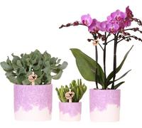 Kolibri Company | Set de plantes Bloom Purple | Orchidée violette Vienna + plantes vertes, cache-pots inclus
