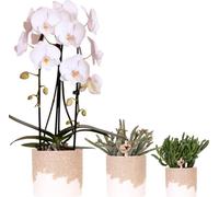 Kolibri Company | Set de plantes Bloom Sand | Orchidée blanche Niagara Falls 12 cm + plantes vertes, cache-pots Bloom Sand inclus
