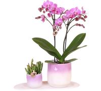 Kolibri Company | Set de plantes Saint-Valentin 'Gradience Pink' | Orchidée Phalaenopsis rose Andorra et succulentes, y compris pots décoratifs en céramique