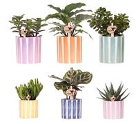 Kolibri Greens | Set de mini-plantes dans un joli cache-pot Ø9cm & Ø6cm