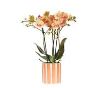 Kolibri Orchidées Phalaenopsis orchidée, Bolzano, pot à rayures peintes, taille du pot de 9 cm de diamètre, plante d'intérieur à fleurs Fraîche de l'éleveur