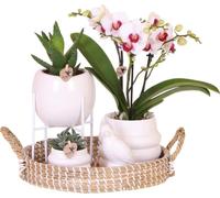 Kolibri Orchids | Coffret cadeau Large White | Orchidée Gibraltar Ø9cm + plantes vertes – cache-pots, support et plateau en osier inclus – fraîchement livré par le producteur