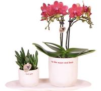 Kolibri Orchids | Coffret cadeau « Love You » | Orchidée Phalaenopsis rouge Congo avec plante verte dans un cache-pot Love sur un plateau Cloud