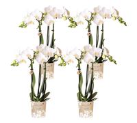 Kolibri Orchids | COMBI DEAL de 4 orchidées Phalaenopsis blanches - Amabilis - pot Ø9cm | plante d'intérieur fleurie - frais du producteur