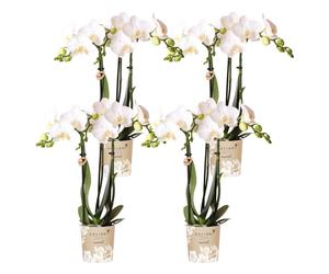 Kolibri Orchids | COMBI DEAL de 4 orchidées Phalaenopsis blanches - Amabilis - pot Ø9cm | plante d'intérieur fleurie - frais du producteur