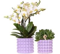 Kolibri Orchids | Kit de plantes Poppy Lila | Orchidée blanche de Lausanne 12 cm + plante verte 9 cm, cache-pots inclus – fraîchement récoltées chez le producteur