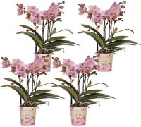 Kolibri Orchids | OFFRE COMBI avec 4 orchidées Phalaenopsis - Treviso - Taille de pot Ø9cm | Plante d'intérieur à fleurs - Frais de l'horticulteur