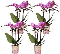 Kolibri Orchids | OFFRE COMBI avec 4 orchidées Phalaenopsis - Vienne - Taille de pot Ø9cm | Plante d'intérieur à fleurs - Frais de l'horticulteur