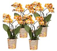 Kolibri Orchids offre combinée de 4 orchidées Phalaenopsis - Las Vegas - taille de pot 12cm
