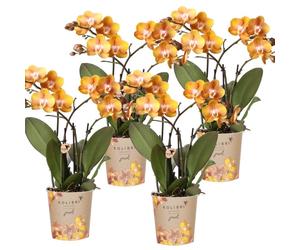 Kolibri Orchids offre combinée de 4 orchidées Phalaenopsis - Las Vegas - taille de pot 12cm