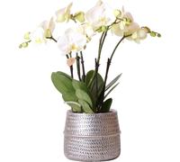Kolibri Orchids | Orchidée Phalaenopsis Gent blanche dans un pot décoratif Groove argenté - taille du pot Ø12cm | Plante d'intérieur fleurie en pot de fleurs - fraîcheur du producteur