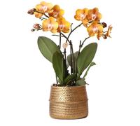 Kolibri Orchids - Orchidée Phalaenopsis orange Las Vegas en pot décoratif Groove doré - Taille du pot 12cm
