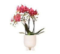 Kolibri Orchids Phalaenopsis Orchidée rouge Congo + pot en caoutchouc travertin Taille du pot Ø 9 cm - 40 cm de haut | Plante d'intérieur en pot de fleurs - Fraîcheur de cultivateur