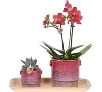 Kolibri Orchids | Set cadeau Aura | Orchidée Phalaenopsis rose Congo avec plante verte en pots décoratifs Aura sur plateau en bambou