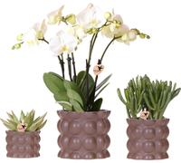 Kolibri Orchids | Set de plantes Coton Braun | Plantes vertes avec orchidée Phalaenopsis blanche Ghent dans des pots décoratifs en céramique