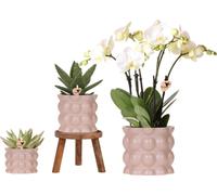 Kolibri Orchids | Set de plantes Coton Sand | Plantes vertes avec orchidée Phalaenopsis blanche Ghent dans des pots décoratifs en céramique