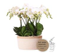 Kolibri Orchids | set d'orchidées blanches dans un panier en coton, réservoir d'eau inclus | trois orchidées blanches Gent 12cm | Mono Bouquet blanc avec réservoir d'eau autonome.