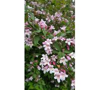 Kolkwitzia amabilis 'Pink Cloud' / Buisson de Beauté rose