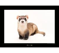Komar Black-footed Ferret - Taille : 70 x 50 cm Impression d'art (sans cadre)