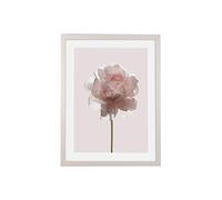 Komar Cadre photo en bois blanc avec art Poster « Rose » en kit - Dimensions : 30 x 40 cm - Décoration murale, fleur