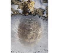 Komar Disney Mufasa The Lion King Poster mural 50 x 70 cm pour chambre d'enfant
