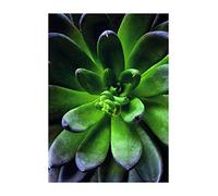 Komar Image Murale | Succulent Single | Poster Photo Salon Chambre Décoration Art Print | sans Cadre | P048-30 x 40 | Taille : 30 x 40 cm (Largeur x Hauteur)