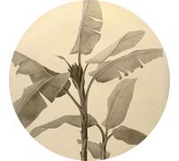 Komar papier peint rond autocollant Banana Plant Beige clair - 611167 - Ø 125 cm