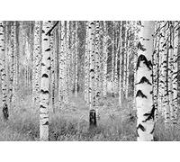 Komar Photo Murale Panoramique Intissé, 368cm x 248cm, Woods, XXL4-023